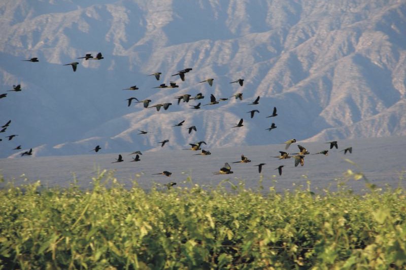 Birds flock above Vallee de la Puerta vines