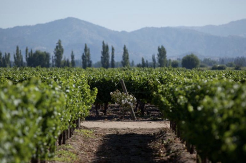 Vina Sutil vineyards with Andes backdrop