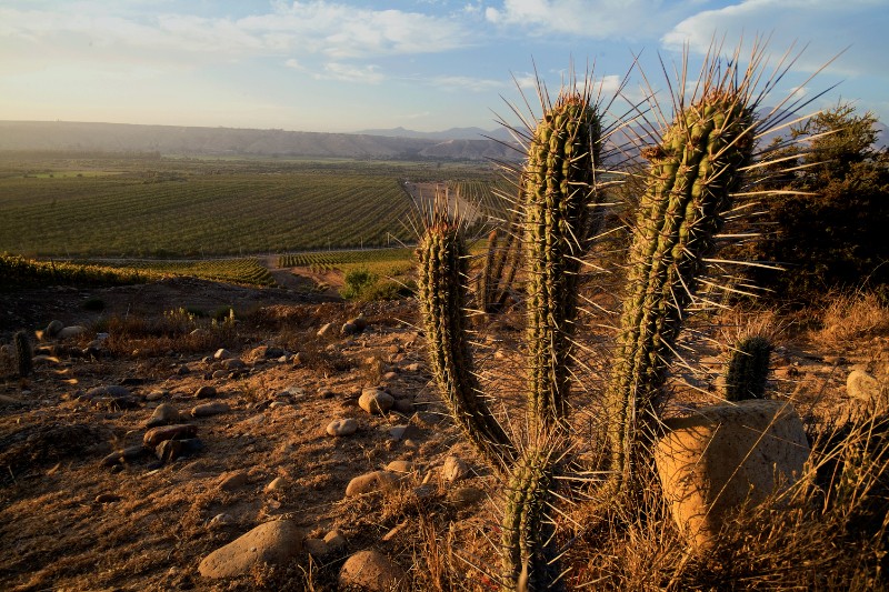 Vina Sutil vineyards and cactus