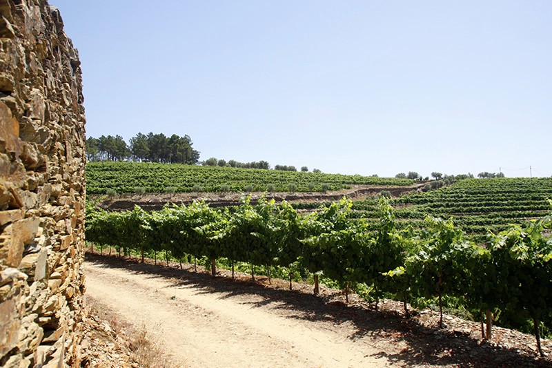 Quinta de Cottas view of their terraced vines, Douro Valley