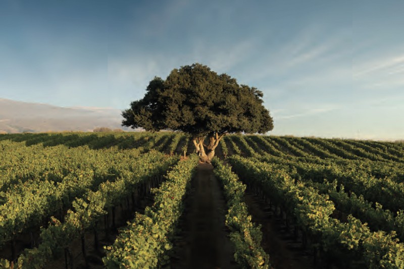 The Lone Oak of Lone Oak vineyard, which makes one of Hahn's single vineyard wines