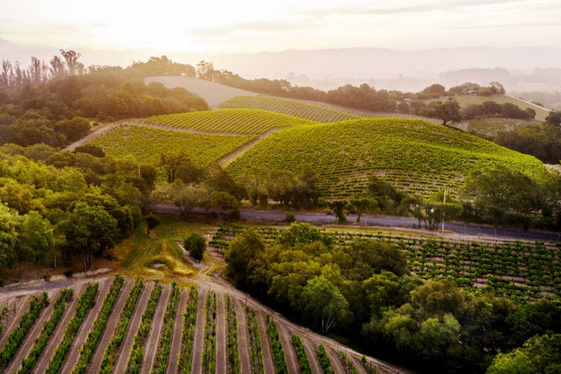 Vineyard Vineyard
